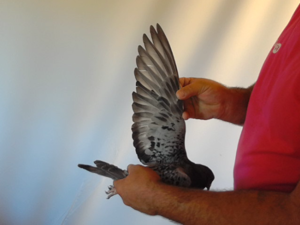 Pigeon image