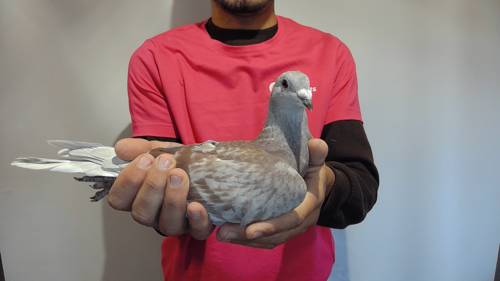 Pigeon image