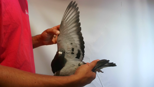 Pigeon image