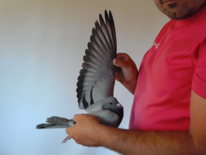 Pigeon image