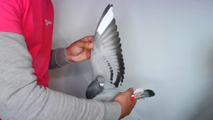 Pigeon image