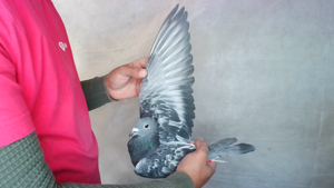 Pigeon image