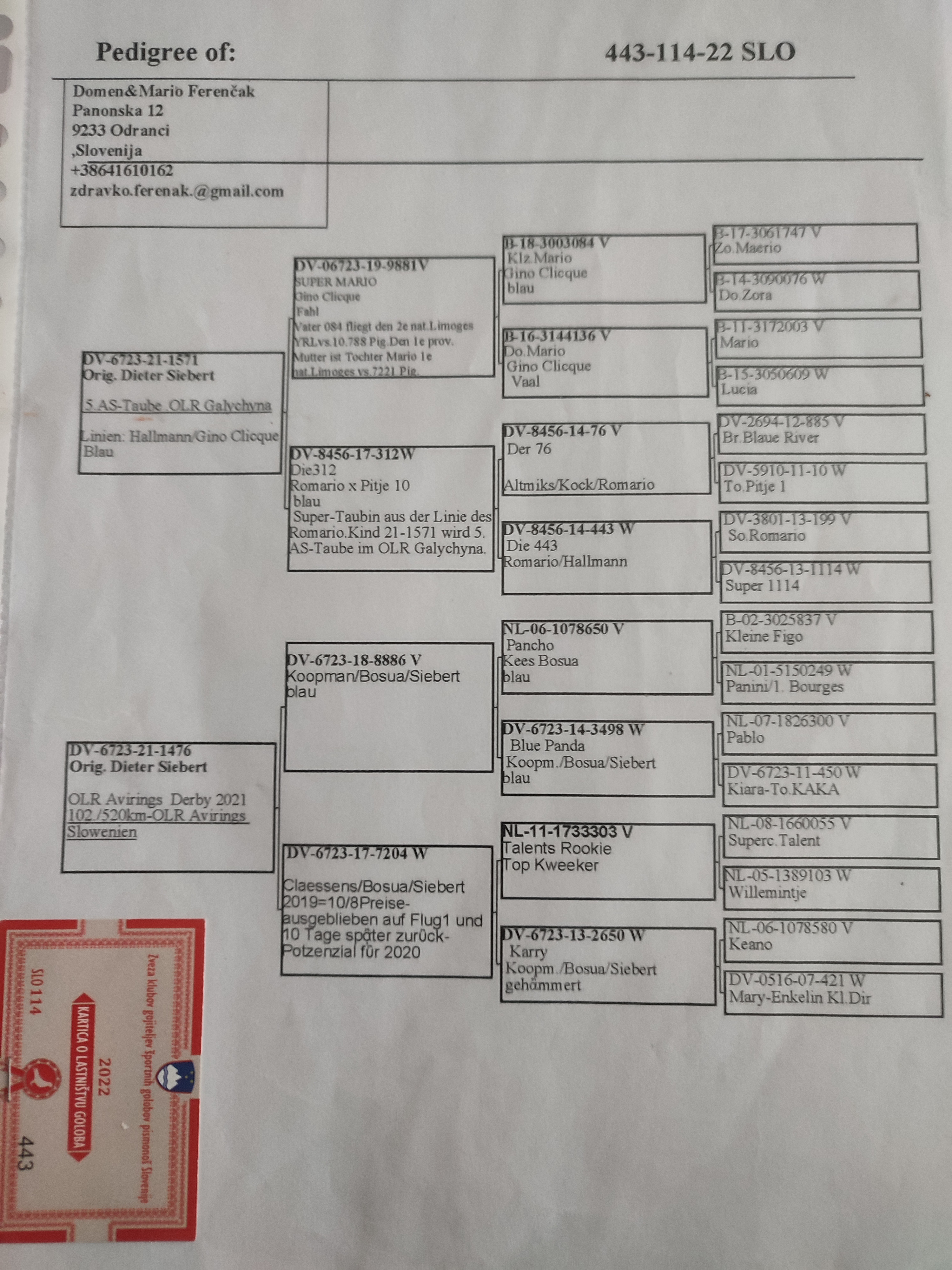 Pigeon pedigree image