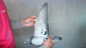 Pigeon image