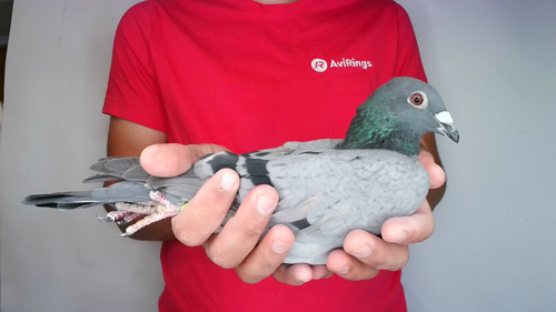 Pigeon image