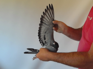 Pigeon image