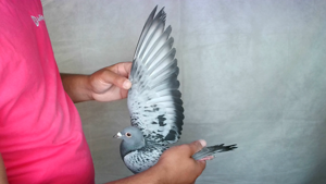 Pigeon image