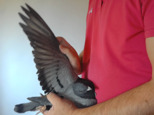 Pigeon image