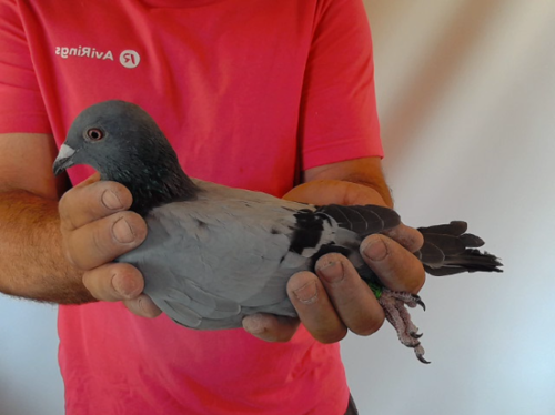 Pigeon image