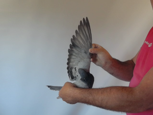 Pigeon image