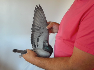 Pigeon image
