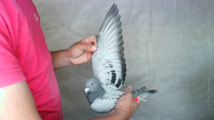 Pigeon image