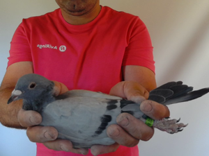 Pigeon image