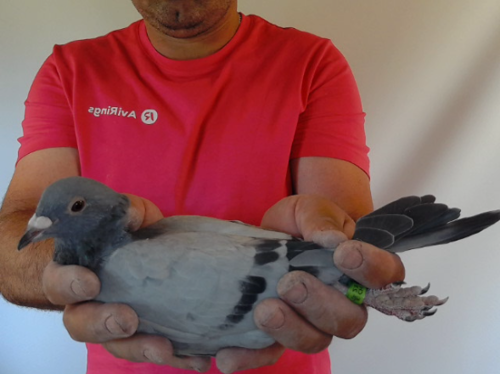 Pigeon image
