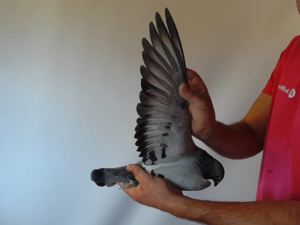 Pigeon image