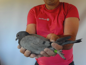 Pigeon image