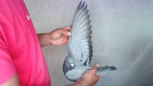Pigeon image