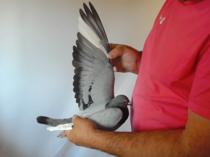 Pigeon image