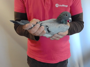 Pigeon image