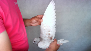 Pigeon image