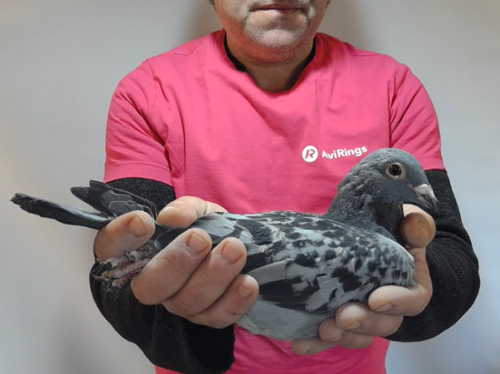 Pigeon image
