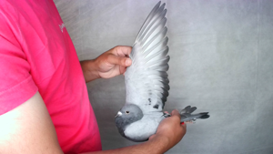 Pigeon image