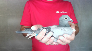 Pigeon image