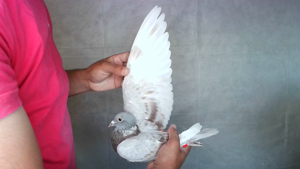 Pigeon image