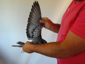 Pigeon image
