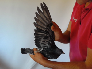 Pigeon image