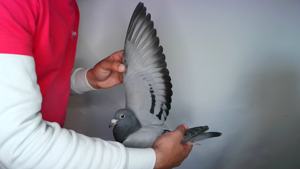Pigeon image