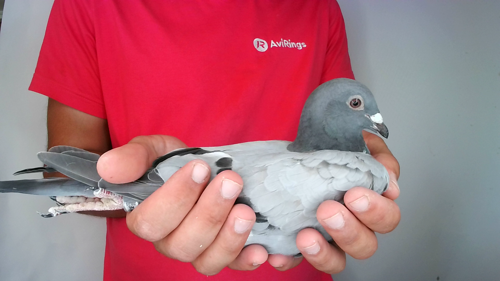 Pigeon image