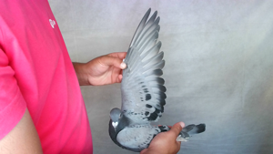 Pigeon image