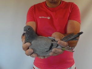 Pigeon image