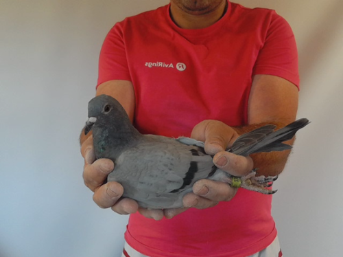 Pigeon image