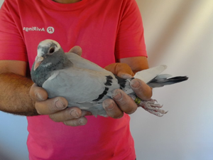 Pigeon image