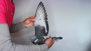 Pigeon image