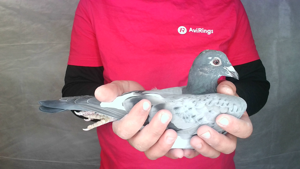 Pigeon image