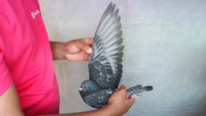 Pigeon image