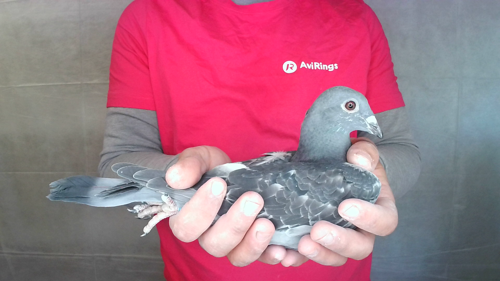 Pigeon image