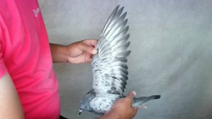 Pigeon image