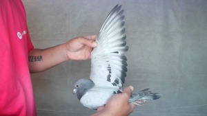 Pigeon image