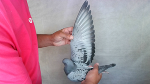 Pigeon image