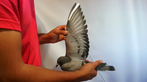 Pigeon image