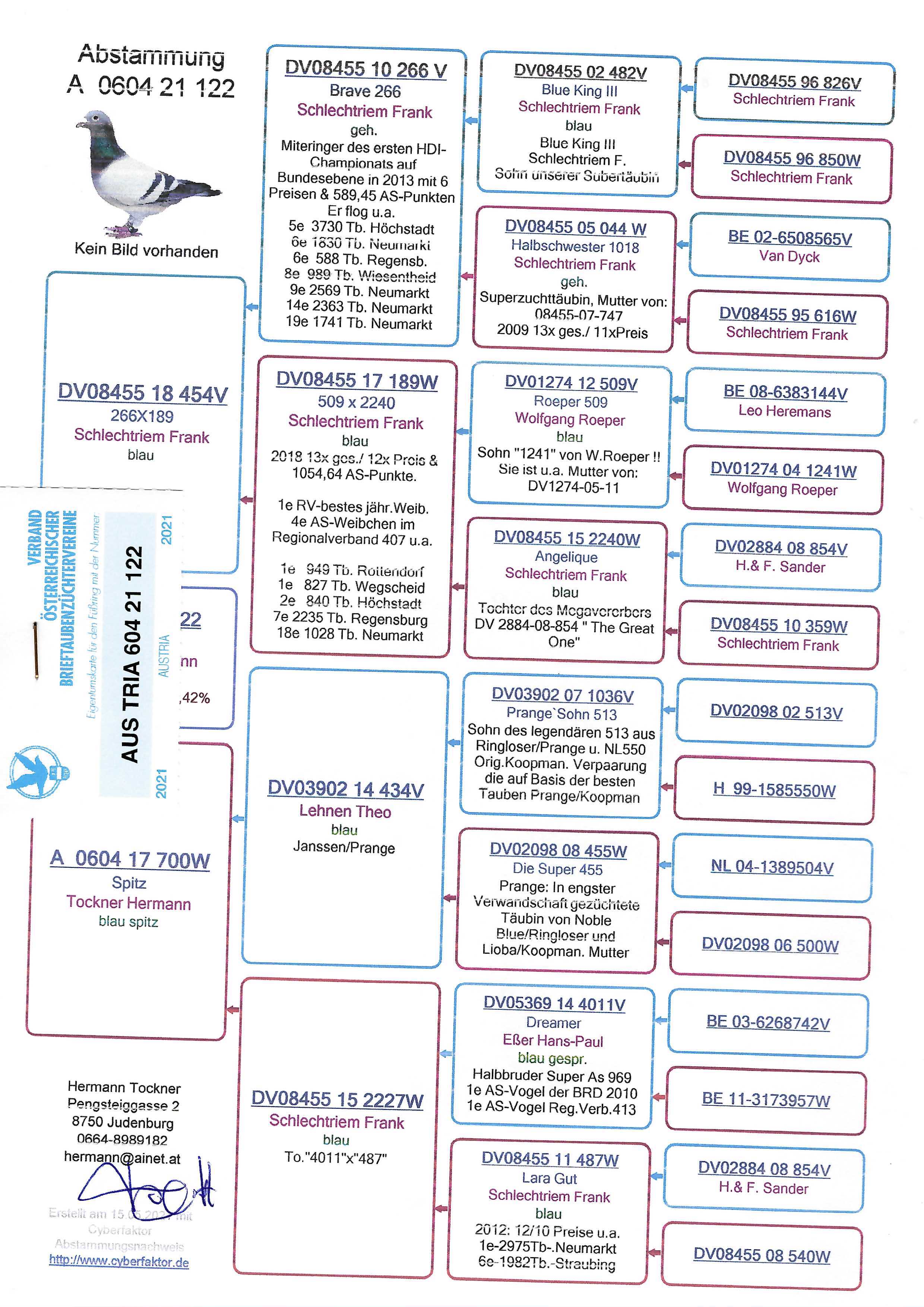 Pigeon pedigree image