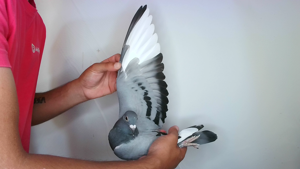 Pigeon image
