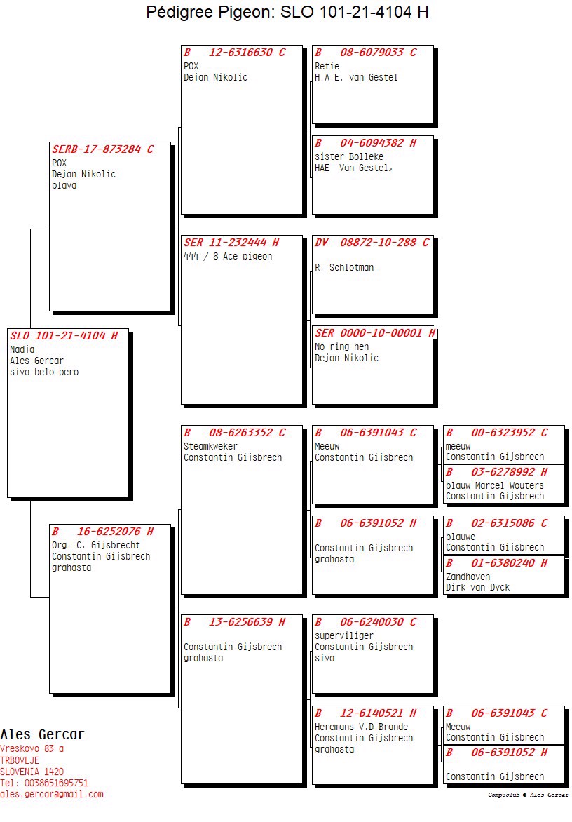 Pigeon pedigree image