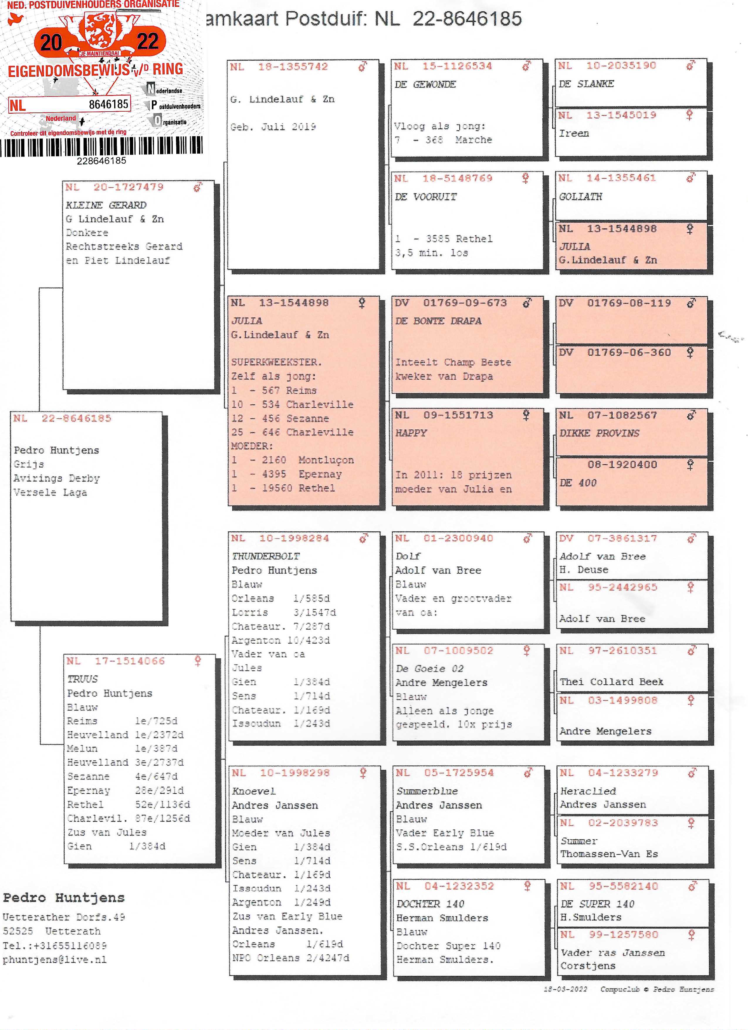 Pigeon pedigree image