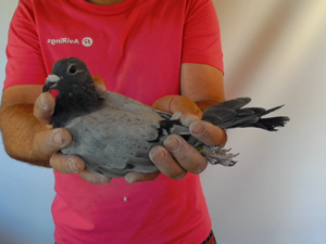 Pigeon image