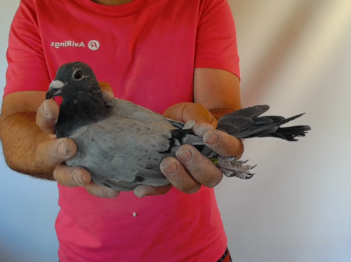 Pigeon image